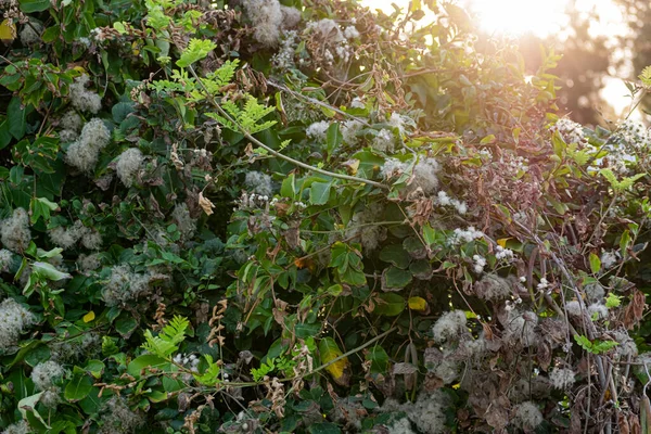 Gran Arbusto Verde Principios Otoño Finales Verano Con Interesantes Inflorescencias —  Fotos de Stock