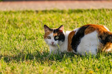 Çimlerin yeşil çimenliğinde üç renkli genç kedi dinleniyor ve bir balıkla oynuyor, güneşin altında zıplıyor ve eğleniyor.