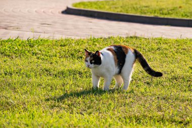 Çimlerin yeşil çimenliğinde üç renkli genç kedi dinleniyor ve bir balıkla oynuyor, güneşin altında zıplıyor ve eğleniyor.