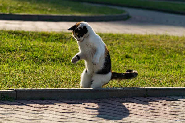 Tricolor Kucing Muda Rumput Hijau Rumput Rumput Halaman Beristirahat Dan — Stok Foto