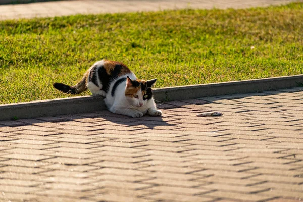 Триколор Молодий Кіт Зеленому Трав Янистому Газоні Газону Відпочиває Грає — стокове фото