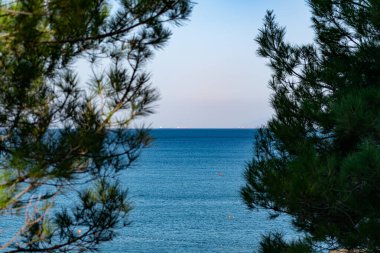 Karadeniz manzarası ve açık gökyüzü bitkisel kozalaklı ağaçlar, çam ağaçları ve çeşitli bitkiler arasında