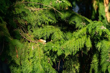 Eşkıyanın dalları, kozalaklı bir çalılık, güneş ışığında bulanık yeşil bir arkaplanda yakın plan, yan tarafında sarı bir renk var.