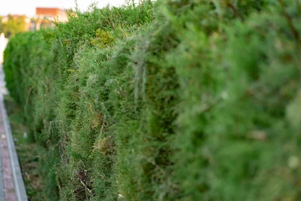 Ramitas Thuja Arbusto Coníferas Primer Plano Sobre Fondo Verde Borroso —  Fotos de Stock