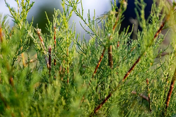 Větvičky Thuja Jehličnatý Keř Detailní Záběr Rozmazaném Zeleném Pozadí Slunci — Stock fotografie