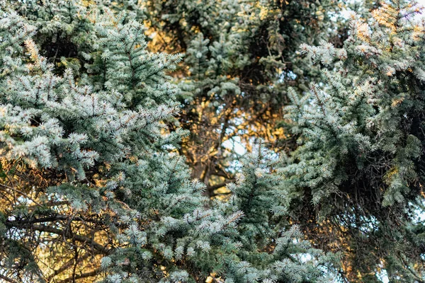 Natural Backdrop Blue Spruce Thin Soft Needles Brown Cones Coniferous — Stock Photo, Image