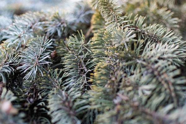 Natural Backdrop Blue Spruce Thin Soft Needles Brown Cones Coniferous — Stock Photo, Image