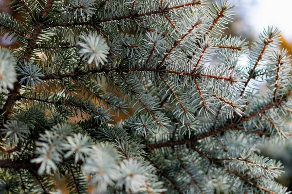 Natural Backdrop Blue Spruce Thin Soft Needles Brown Cones Coniferous — Stock Photo, Image