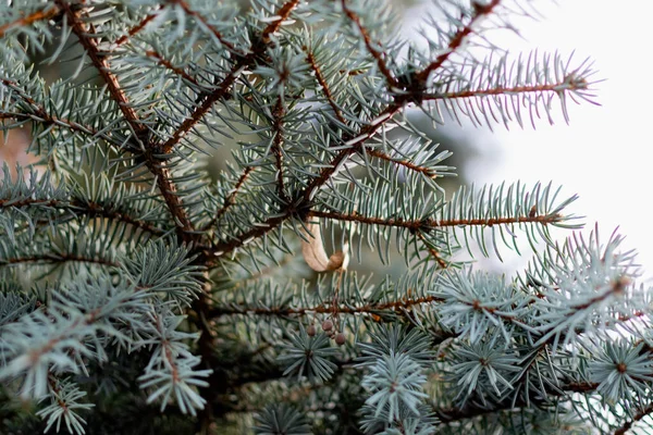 Natural Backdrop Blue Spruce Thin Soft Needles Brown Cones Coniferous — Stock Photo, Image