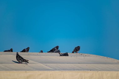 Yanardöner bir tonu olan koyu mavi güvercinler evlerin ve binaların çatılarında otururlar. Olanlara tepeden bakarlar, aileleriyle yaşarlar. 