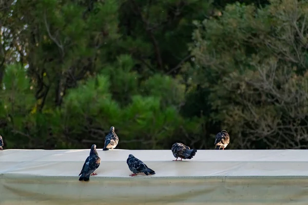 Piccioni Blu Scuro Con Una Tonalità Cangiante Siedono Sui Tetti — Foto Stock