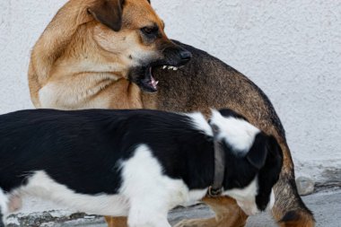 Sokak köpeği, benekli ve melez, tasmasız yürüyor, tek başına, halka açık yerlerde ve parkta..