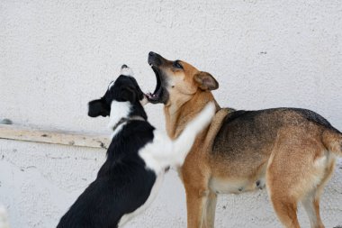 Sokak köpeği, benekli ve melez, tasmasız yürüyor, tek başına, halka açık yerlerde ve parkta..