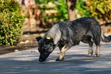 Sokak köpeği, benekli ve melez, tasmasız yürüyor, tek başına, halka açık yerlerde ve parkta..