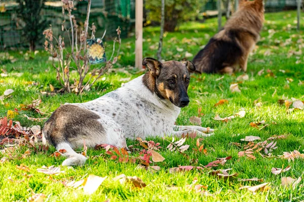 Perro Callejero Manchado Mestizo Pasea Sin Correa Solo Lugares Públicos — Foto de Stock