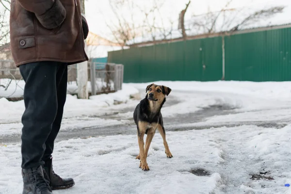 Sokak Köpeği Benekli Melez Tasmasız Yürüyor Tek Başına Halka Açık — Stok fotoğraf