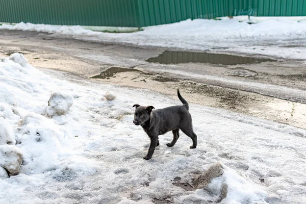 Chien Errant Repéré Bâtard Marche Sans Laisse Seul Dans Les — Photo