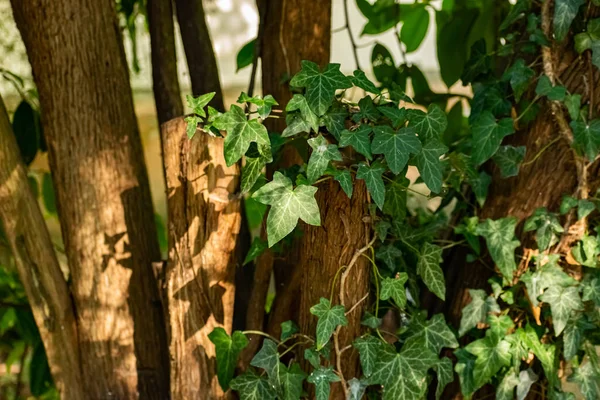 Naturaleza Salvaje Del Bosque Mucha Vegetación Verde Hiedra Tejiendo Por —  Fotos de Stock