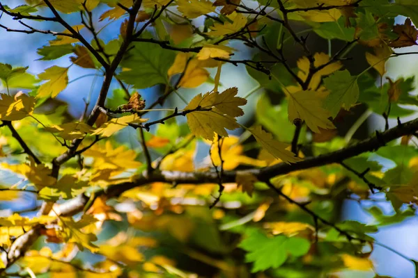 Bela Combinação Folhas Amarelas Verdes Outono Pequenas Pétalas Uma Árvore — Fotografia de Stock