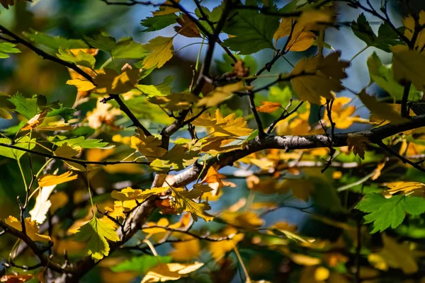 Bela Combinação Folhas Amarelas Verdes Outono Pequenas Pétalas Uma Árvore — Fotografia de Stock