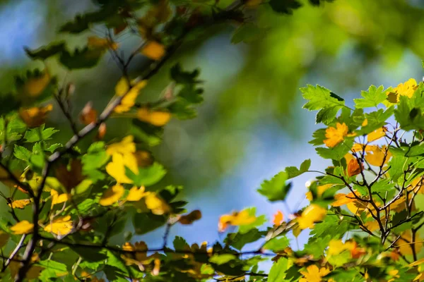 Sonbaharda Sarı Yeşil Yaprakların Güzel Bir Kombinasyonu Genç Bir Ağacın — Stok fotoğraf