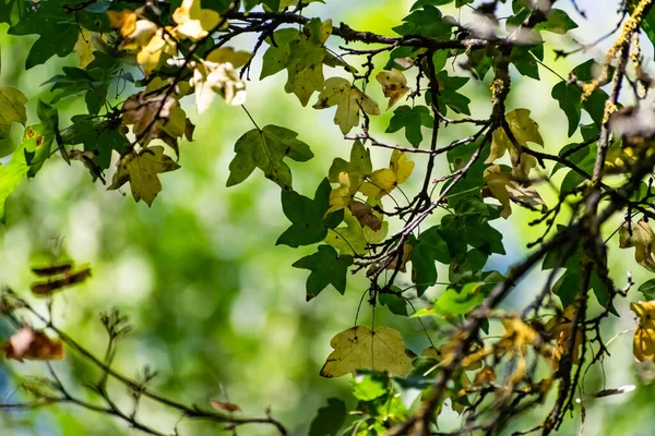 Hermosa Combinación Hojas Amarillas Verdes Otoño Pétalos Pequeños Árbol Joven —  Fotos de Stock