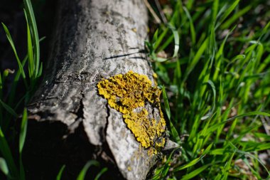 Lichens, yeşil mantar ve mavi algler, ağaç kabuğunda büyüyen ve baharda yüksek nem ve yağmurlu günlerden sonra ağaç kütükleri