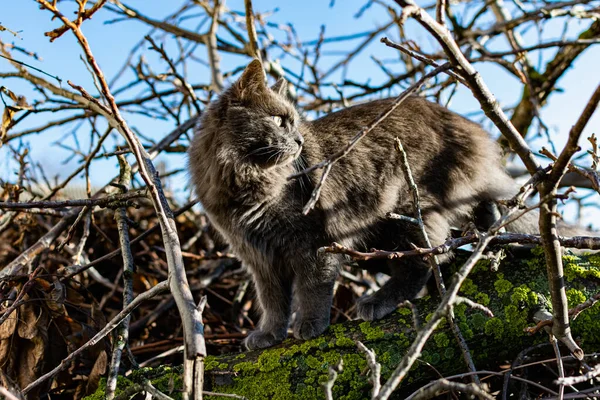 裸の枝や日差しの中で庭を歩く灰色のメインコーン猫 — ストック写真