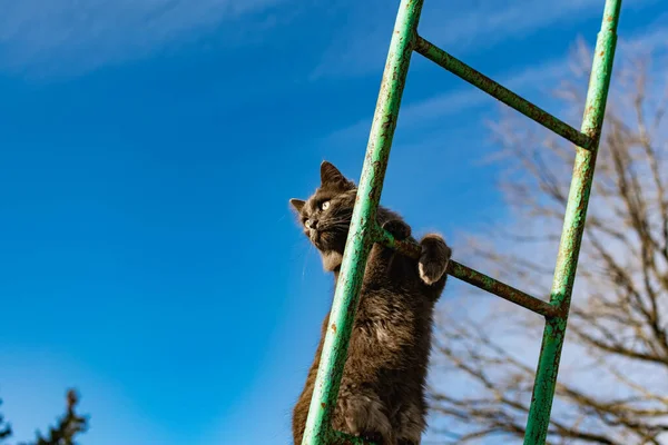 Chat Gris Maine Coon Marche Dans Cour Rue Printemps Parmi — Photo