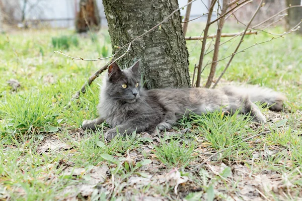 회색의 메인주 고양이 마리가 봄철에 가지와 아래서 통나무 사이에 마당을 — 스톡 사진