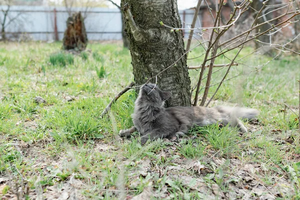 회색의 메인주 고양이 마리가 봄철에 가지와 아래서 통나무 사이에 마당을 — 스톡 사진