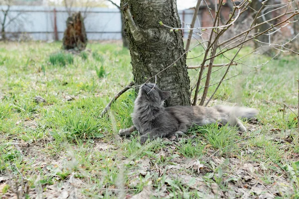 Chat Gris Maine Coon Marche Dans Cour Rue Printemps Parmi — Photo