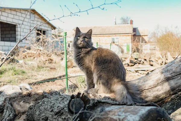 Šedá Maine Mýval Kočka Kráčí Jaře Dvoře Ulici Mezi Holými — Stock fotografie