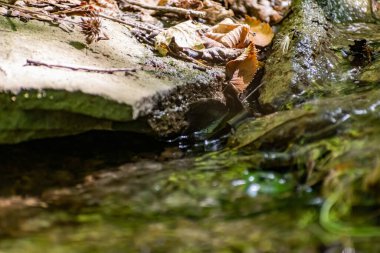 Taşların, yosunların ve bitkilerin arasında bir orman havuzunda düşen kuru yapraklar ve küçük dallar. Yağmurlu havadan sonra nemli ve nemli iklim