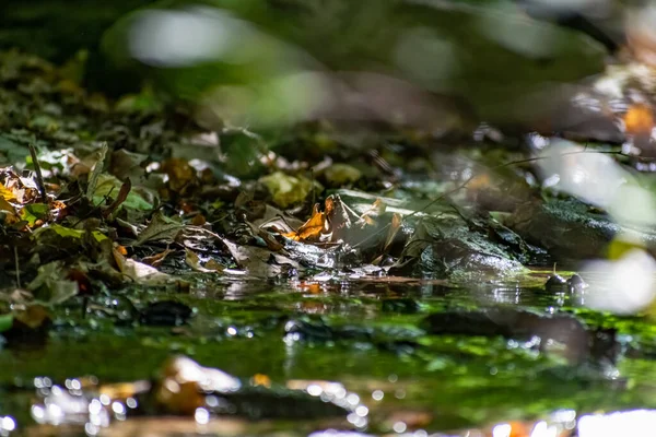 Folhas Secas Caídas Pequenos Ramos Uma Piscina Florestal Entre Pedras — Fotografia de Stock