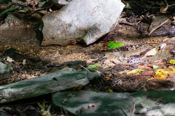 Folhas Secas Caídas Pequenos Ramos Uma Piscina Florestal Entre Pedras — Fotografia de Stock