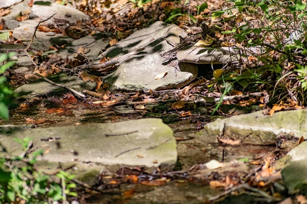 Падшие Сухие Листья Мелкие Ветви Лесном Бассейне Среди Камней Мха — стоковое фото