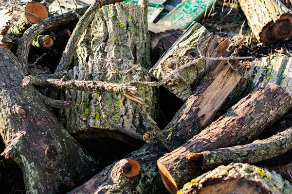 Prepared Firewood Grill Stove Sawn Thick Thin Tree Trunks Wet — Stock Photo, Image