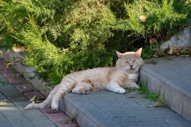 Beyaz, kırmızı renkte bir yetişkin kedi, yeşil bir thuja çalısı altında uzanıyor ve dinleniyor. Güneş ışınlarının altındaki gölgede beton basamaklarda uykuya dalıyor.
