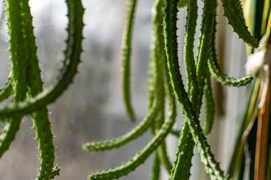 Ev bitkilerinin yeşil ve kırılgan yaprakları. Tasarım için yakın plan. Görüntü, dekorasyon ve dekorasyon için.