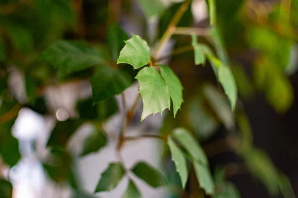 Hojas Verdes Frágiles Plantas Interior Primer Plano Para Fondo Diseño —  Fotos de Stock