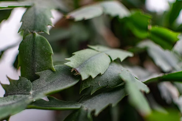Grüne Und Zerbrechliche Blätter Von Zimmerpflanzen Nahaufnahme Für Designhintergrund Mit — Stockfoto