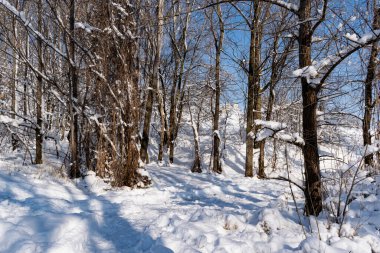 Kışın yapraksız, çıplak ve kabarık kar örtüsünün altında ve güneş ışınlarından geçen çalılar ve ağaçlar görünür. Doğada dondurucu taze bir sabah.