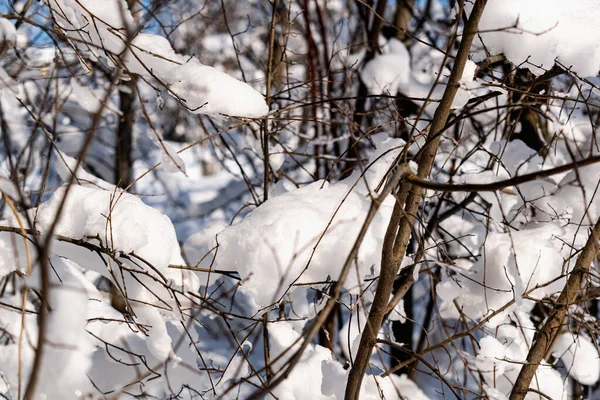 Ramos Arbustos Árvores Aparência Inverno Sem Folhas Nuas Sob Uma — Fotografia de Stock