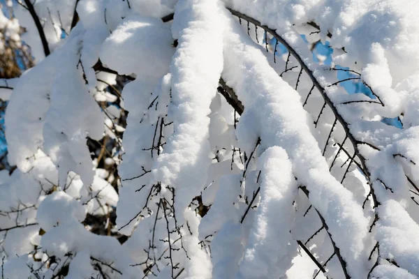 Ramas Arbustos Árboles Apariencia Invernal Sin Hojas Desnudas Bajo Una — Foto de Stock