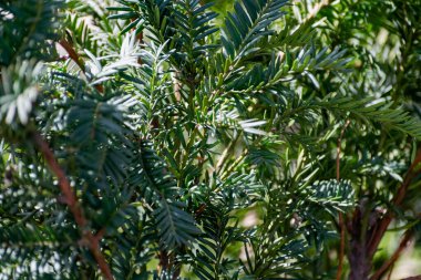 İlginç kozalaklı ağaçlar ve bitkiler. Bitki örtüsü ile doğal bileşimler. Ilık mevsimde ladin ve ardıç ağaçları, keskin iğneler ve ağaçlardaki ince yapraklar ve çalılar.