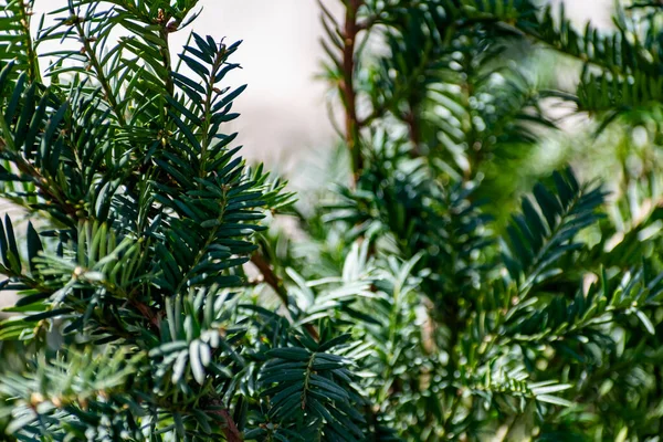 針葉樹や植物の興味深い種 常緑樹の植生と自然組成物 暖かい季節の芽とジュニパーの木 鋭い針と木や低木の薄い葉 — ストック写真