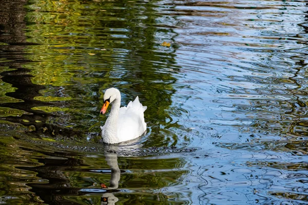一只美丽的白天鹅 有着精致的空气羽毛 独自在沙底的池塘里游泳 一只大鸟静静地生活在水库里 — 图库照片