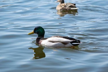 Küçük bir ördek ve Drake, güneşli havalarda kumlu bir plajı olan sığ sularda, sakin bir gölette kıyıya yakın yüzerler.