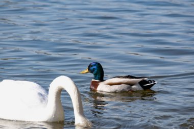 Küçük bir ördek ve Drake, güneşli havalarda kumlu bir plajı olan sığ sularda, sakin bir gölette kıyıya yakın yüzerler.